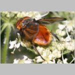 Phasia hemiptera - Raupenfliege m24.jpg